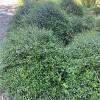 Muehlenbeckia axillaris